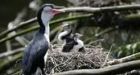 NEW ZEALAND'S AMBITIOUS PLAN TO SAVE BIRDS: KILL EVERY RAT