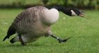 Man protecting son from angry goose gets ticket