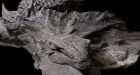 World's best-preserved armoured dinosaur revealed in all its bumpy glory
