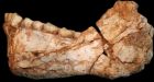 The oldest Homo sapiens: Fossils found in Morocco date back 300,000 years