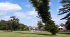 These trees always lean toward the equator