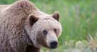 3 youth mauled by grizzly bear while hiking near Anchorage, Alaska