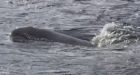 Trapped male beluga carried ashore in Bathurst and flown to Quebec
