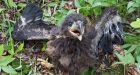 Baby bald eagle swept away in windstorm rescued in Strathcona County