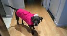 Dog racism behind move to evict pit bull, lawyer claims