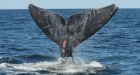 Right whale freed from fishing gear in Gulf of St. Lawrence north of P.E.I.