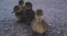 4 ducklings found in a ditch and rescued