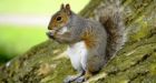 Quebec man petitions provincial government to legalize squirrel hunting