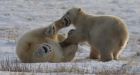 Not 'man-eating beasts:' Study suggests attacking polar bears young, hungry