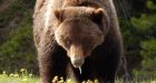 'We want this bear alive': Thousands rally to save grizzly that's chased humans