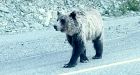 Young grizzly chases cyclist near Radium Hot Springs