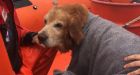 Best rescue ever: Canadian Coast Guard retrieves golden retriever