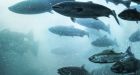 Will escaped Atlantic salmon survive � and thrive � in B.C. waters'