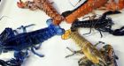 Yellow lobster joins Boston aquarium's colourful collection