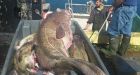 Titan in Triton: Massive, big-headed cod caught by commercial fisherman