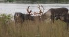 Last Lake Superior caribou herd could vanish thanks to hungry wolves