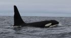 Ships slowing in busy West Coast channel to protect endangered orcas
