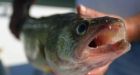 Human antidepressants building up in brains of fish in Niagara River