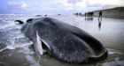 Northern lights linked to North Sea whale strandings