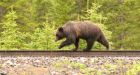 Bear warning: How to stop trains from killing Canada's grizzly bears
