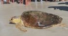 Huge sea turtles slowly coming back from brink of extinction