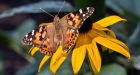 Southern Quebec visited by 'unprecedented' number of painted lady butterflies