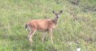 Charging deer injures Oak Bay police chief