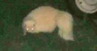 'Pretty cool sight': Albino skunk snapped on P.E.I.