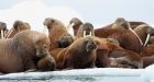 U.S. government will not list Pacific walrus as threatened species