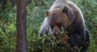 Grizzly meat hunt is a trophy hunt in disguise, say 38 organizations