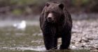 Close to 500 black bears destroyed this year due to human conflict, says province