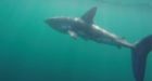 'I just saw a big fin': Huge shark spotted off B.C. coas