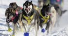 Dogs test positive for drugs in Iditarod race for 1st time