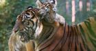Tiger escapes from circus, roams streets of Paris