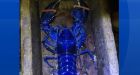 N.S. man hauls in brilliant blue lobster along southwestern coast