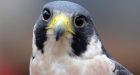 After four decades, peregrine falcon may no longer be threatened