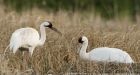 How a pair of Calgary whooping cranes are helping to save their species