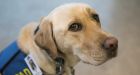 Labrador retriever supports children suspected of suffering from abuse, neglect