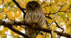 More barred owl sightings in Vancouver bad news for rats and mice