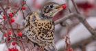 'It doesn't get any rarer than this': Mistle thrush could be continent's first