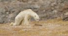 Viral video of emaciated polar bear may not be what it seems, Nunavut bear monitor says