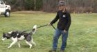 Coyotes attack blind husky, owner fights them off with a bat