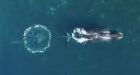 Bowhead whales exfoliate in Cumberland Sound, Nunavut