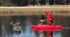 Red-suited man on a sled rescues a deer on frozen pond