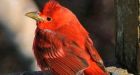 Rare sighting: Summer tanager migrates wrong way, delighting B.C. bird watchers