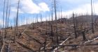 Some forests aren't growing back after wildfires, research finds