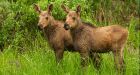 Moose calves rescued in northern B.C. are 'gold nuggets': researcher