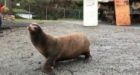 New lease on life for Vancouver Island sea lion