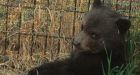 B.C. court dismisses judicial review of conservation service in Dawson Creek bear cub killing