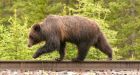 Province ends grizzly bear hunt throughout all B.C.